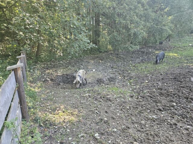 Sängerausflug_23.001