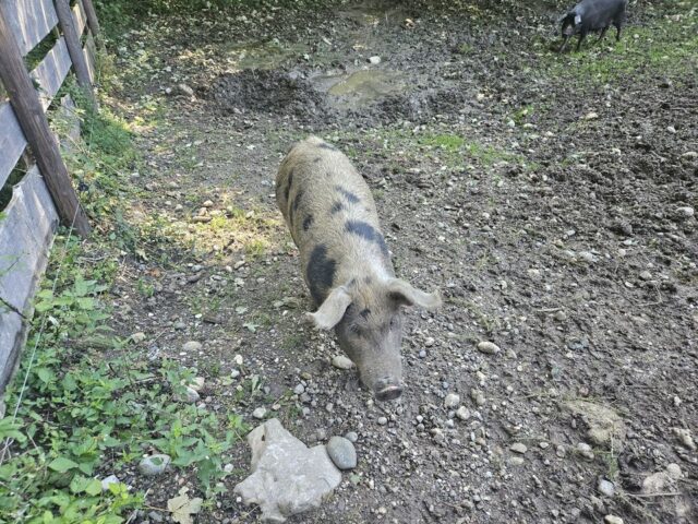 Sängerausflug_23.002