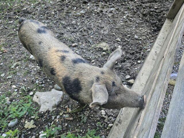 Sängerausflug_23.003