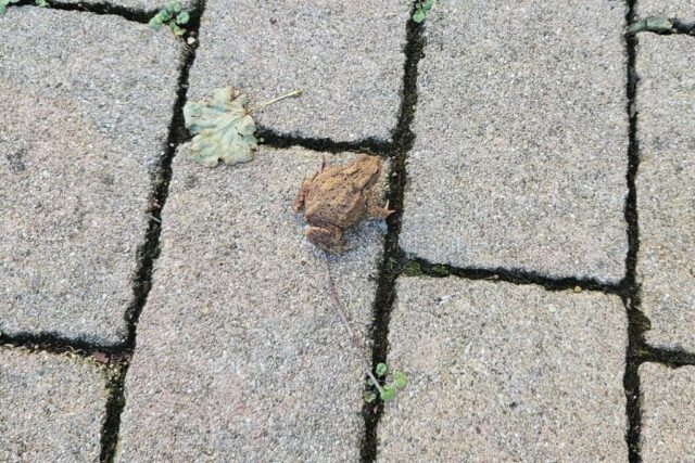 Sängerausflug_23.005