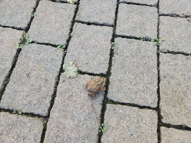 Sängerausflug_23.006