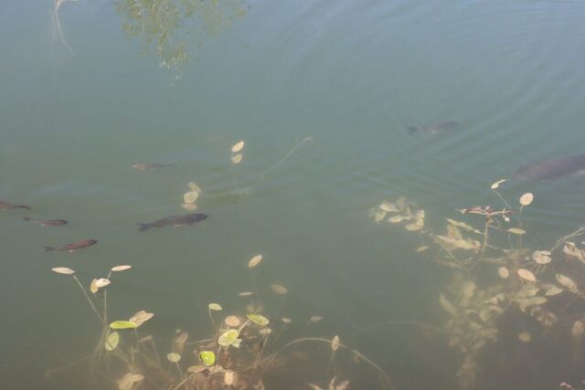 Sängerausflug_23.045