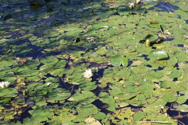 Sängerausflug_23.063